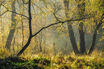 Scène de forêt avec la lumière dorée du matin