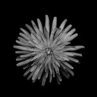 Bloemvorm 