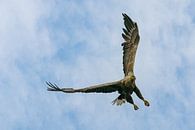 white-tailed eagle by Ton Valk thumbnail