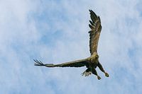 white-tailed eagle