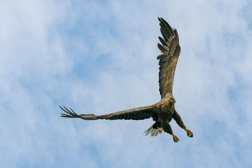 white-tailed eagle by Ton Valk