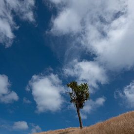 Lonely tree sur Bas Glaap