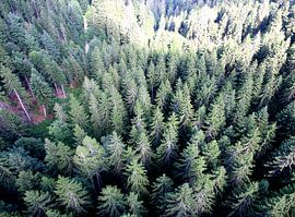 Wie ein Vogel von Paul Emons