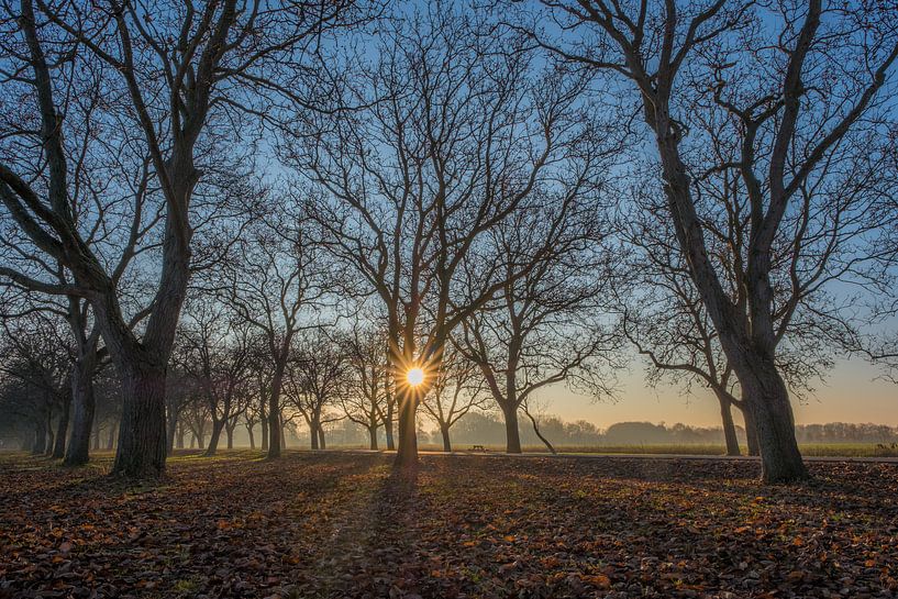 Notenlaan Marienwaerdt van Moetwil en van Dijk - Fotografie