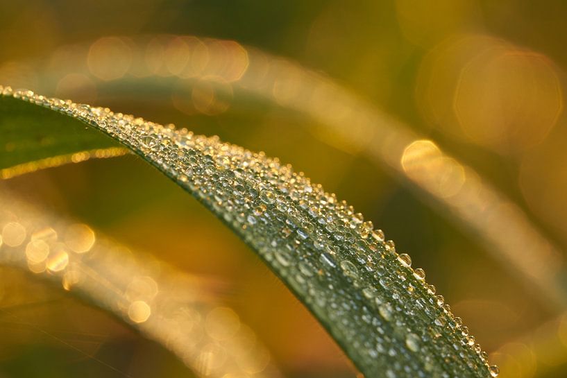 Wassertropfen auf Gras von Corné Stam