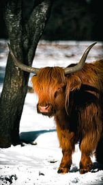 Schottischer Highlander im Schnee