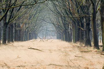 Herfst Hoge Veluwe van R Driessen