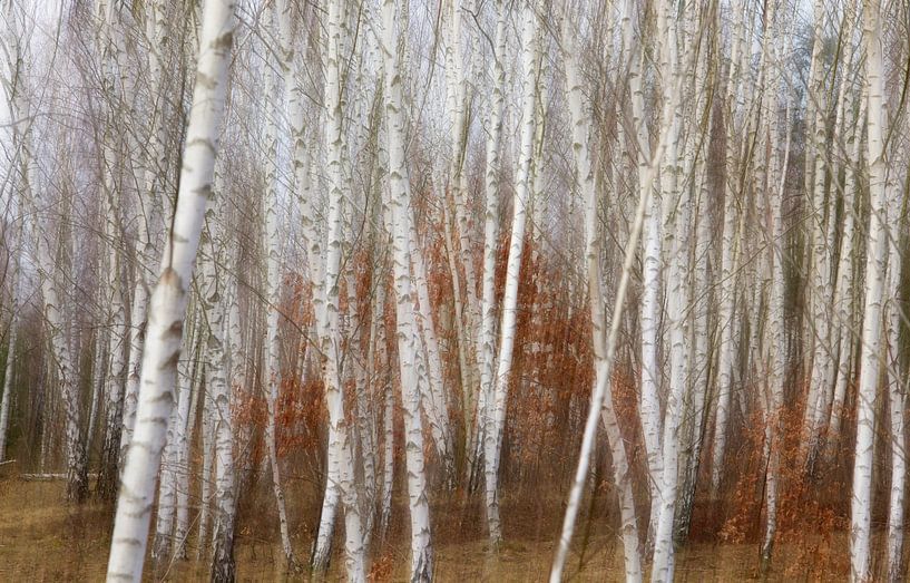 Forêt de conte de fées par Thomas Jäger