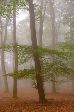Foggy autumn Beech tree forest landscape