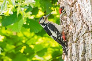 Buntspecht beim Füttern eines Kükens in seiner Höhle im Baum d