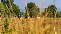 Sommertag-3