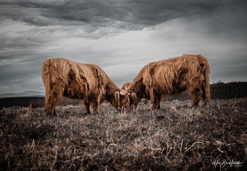 Schotse Hooglandrunderen