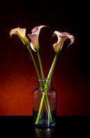 Callas