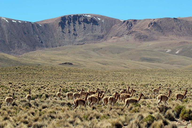 Vicuna's op de Boliviaanse hoogvlakte van Marieke Funke