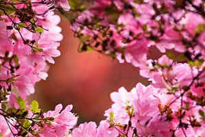 Blüte im japanischen Garten