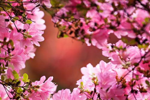 Bloesem in de Japanse Tuin