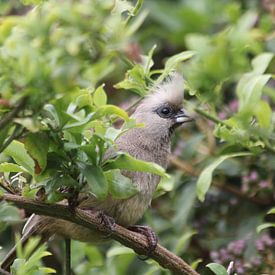 Elena Moli Profilfoto
