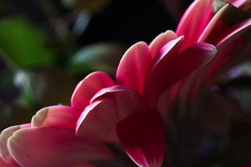Blütenkrone Seitenansicht von Joran Quinten