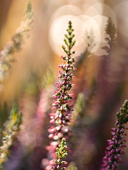 La bruyère dans la lumière chaude du soleil