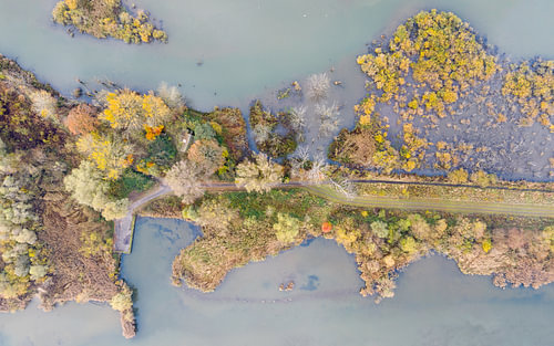 Herfstbomen op de landtongen van de Biesbosch
