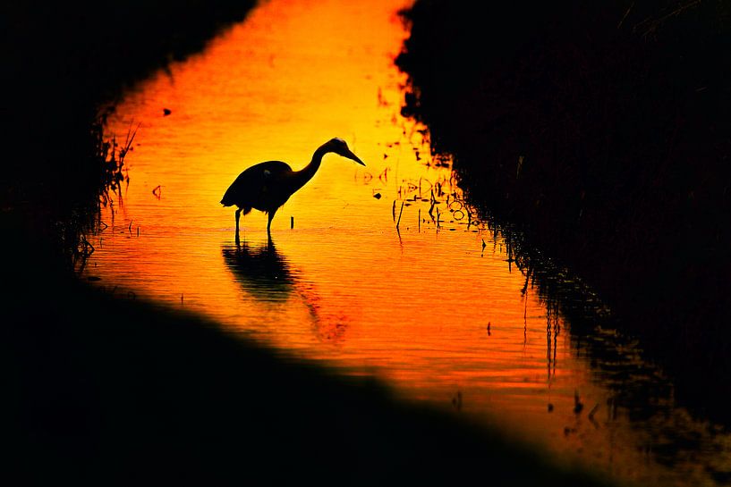 Blauwe reiger van HJ de Ruijter