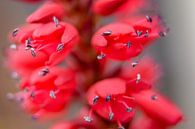 rote Fülle von Margreet Boersma Miniaturansicht