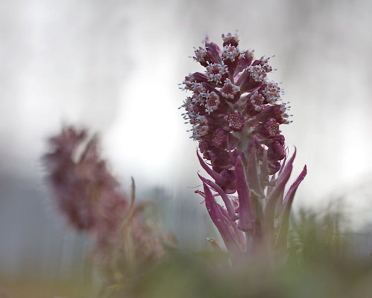 Groot Hoefblad by Dick Vermeij