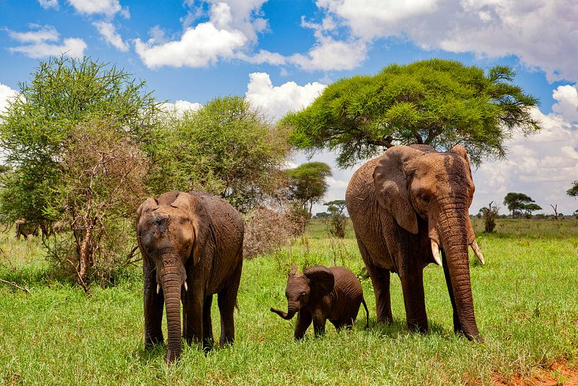 La famille des éléphants par Peter Michel
