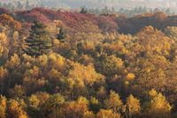 Herfst in de Kaapse Bossen 