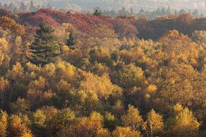 Herfst in de Kaapse Bossen 