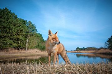 Curious fox by Lex Scholten