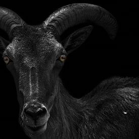 Creepy ibex isolated on black background by Thomas Marx