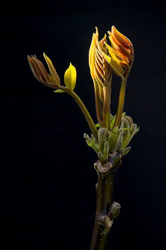 Ontluikende walnootboom