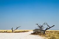 African nature in Namibia