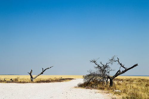 Afrikaanse natuur in Namibië