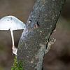 Champignon blanc en forme de parapluie sur Hans-Jürgen Janda