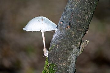 Champignon blanc en forme de parapluie