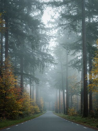 Forêt de Speulde