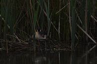 Broedende watervogel op donkere achtergrond van Erwin Teijgeler thumbnail