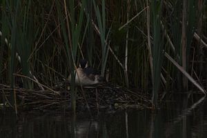 Broedende watervogel op donkere achtergrond van Erwin Teijgeler