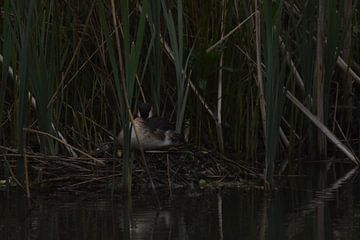 Broedende watervogel op donkere achtergrond