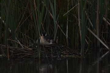 Breeding water bird on dark background by Erwin Teijgeler