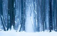 Paysage de neige sur la Veluwe
