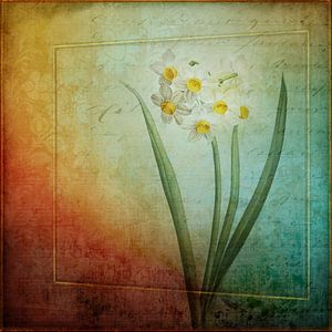 Vintage Narzissen - Narcissus jonquilla