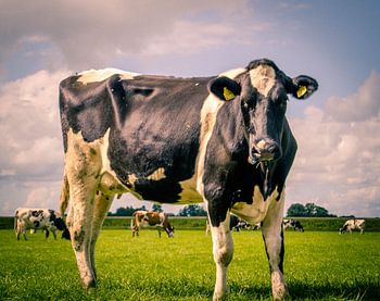 A cow is cow is a........