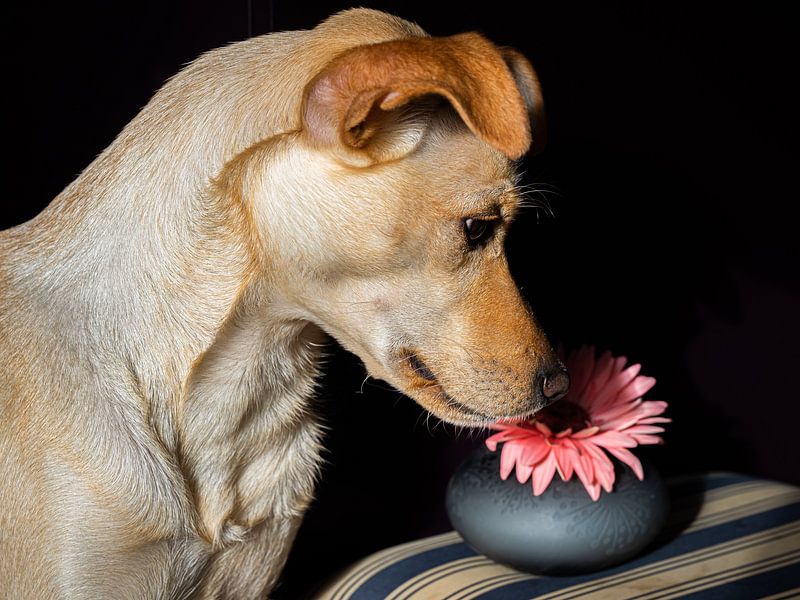 Miki, our funny relative.... by Suzan Brands