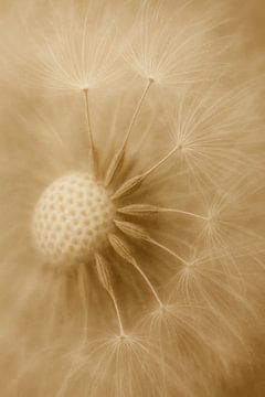 Poetic Dandelion in Sepia