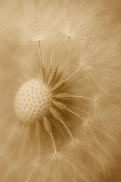 Poetic Dandelion in Sepia by But First Framing