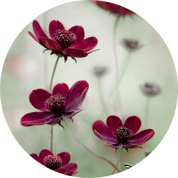 Kosmos slingert van Mandy Disher