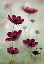 Cosmos sway, Mandy Disher van 1x thumbnail